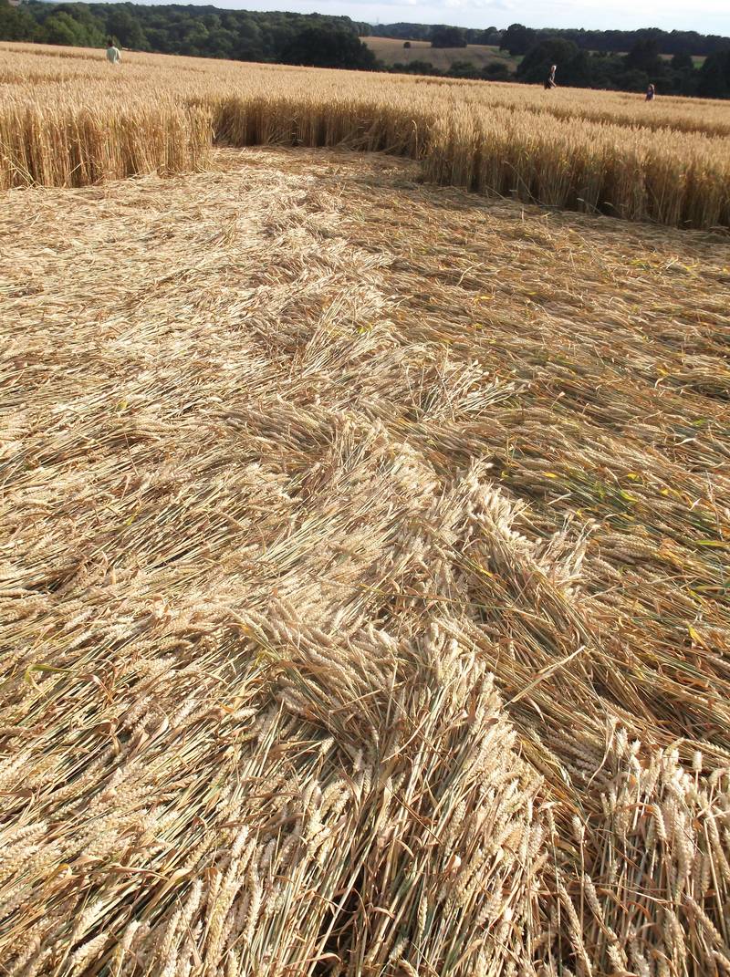 Chute Causeway, Wiltshire crop circle, aerial photo 94