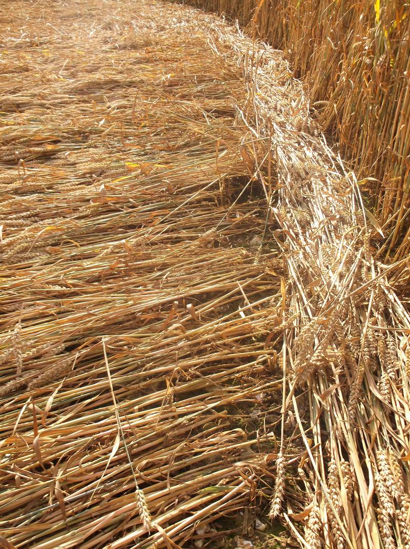 Chute Causeway, Wiltshire crop circle, aerial photo 93