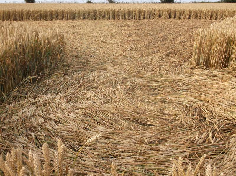 Chute Causeway, Wiltshire crop circle, aerial photo 91