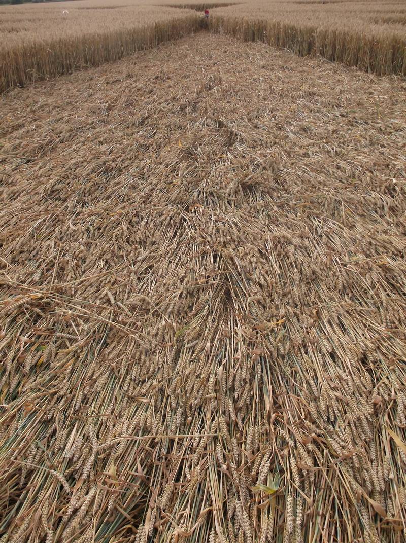 Chute Causeway, Wiltshire crop circle, aerial photo 86