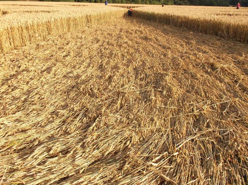 Chute Causeway, Wiltshire crop circle, aerial photo 83