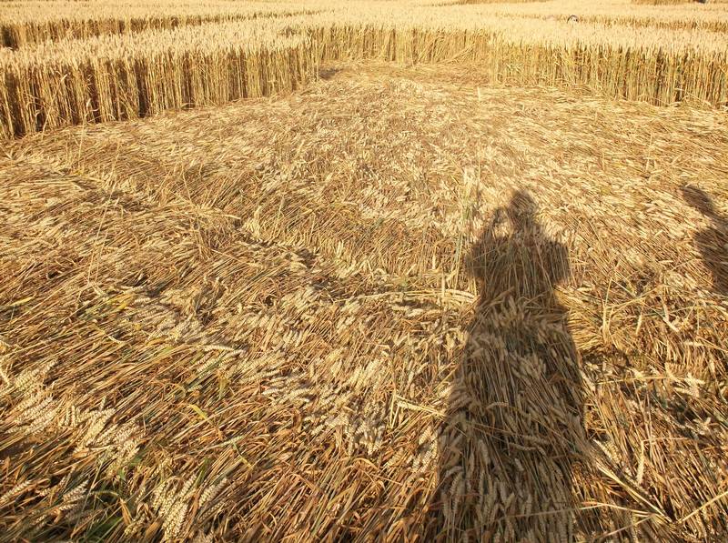 Chute Causeway, Wiltshire crop circle, aerial photo 81