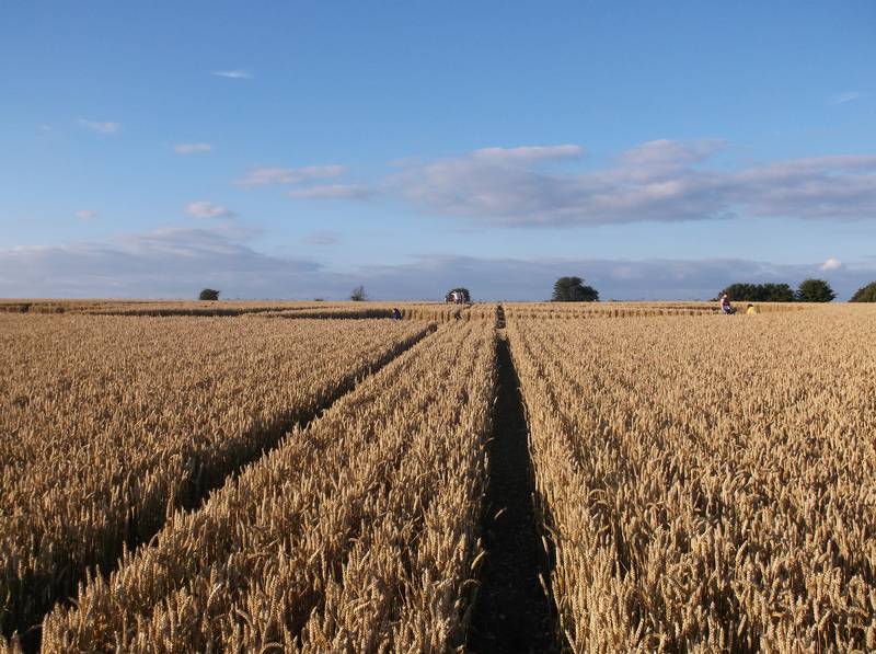 Chute Causeway, Wiltshire crop circle, aerial photo 79