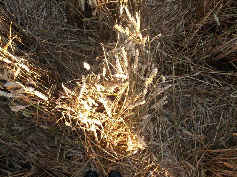 Chute Causeway, Wiltshire crop circle, aerial photo 78