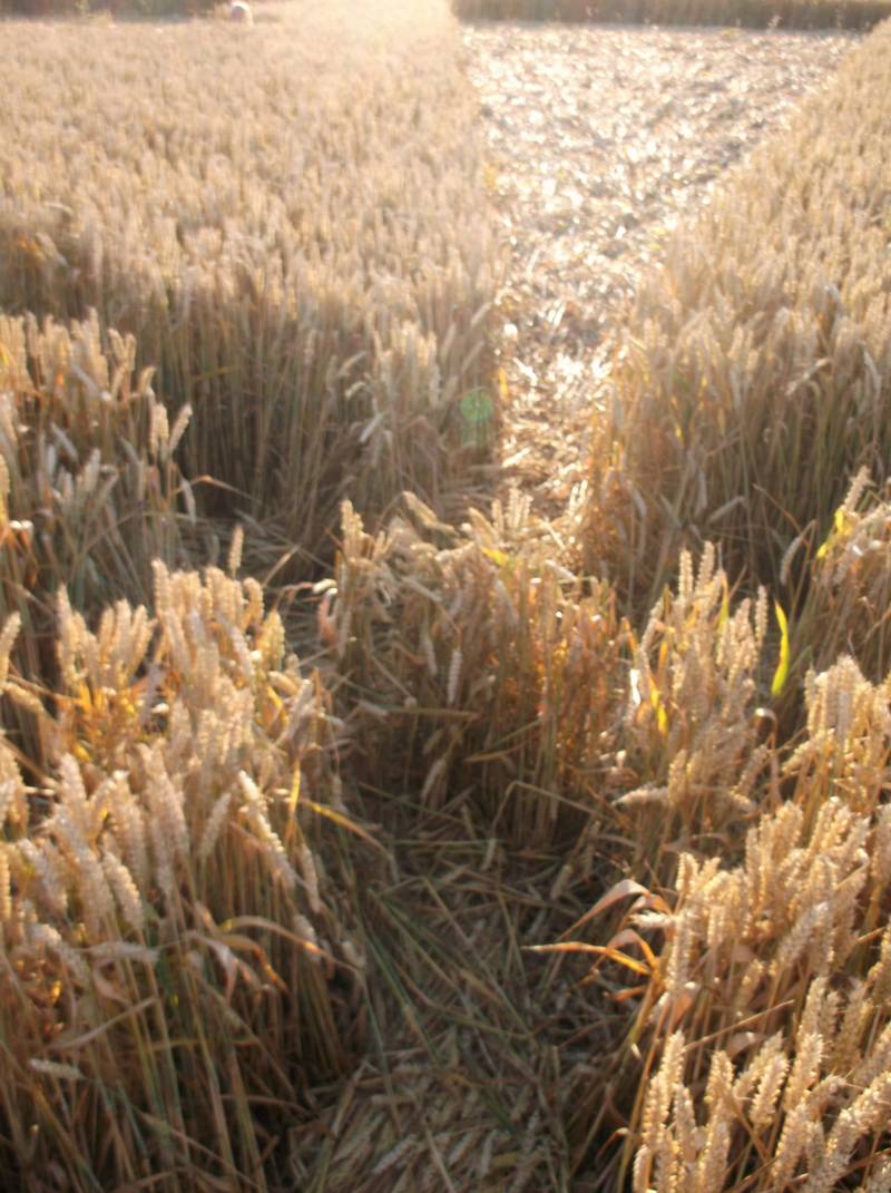 Chute Causeway, Wiltshire crop circle, aerial photo 76