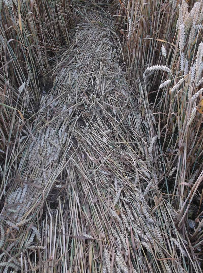 Chute Causeway, Wiltshire crop circle, aerial photo 73