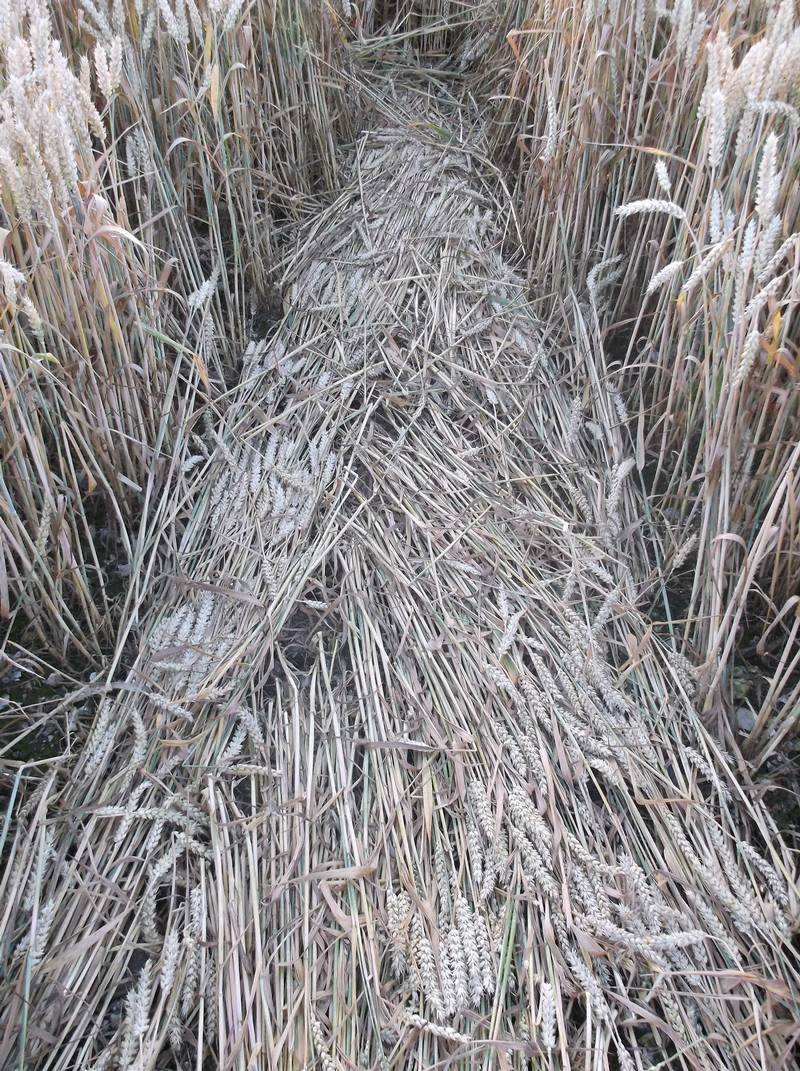 Chute Causeway, Wiltshire crop circle, aerial photo 72