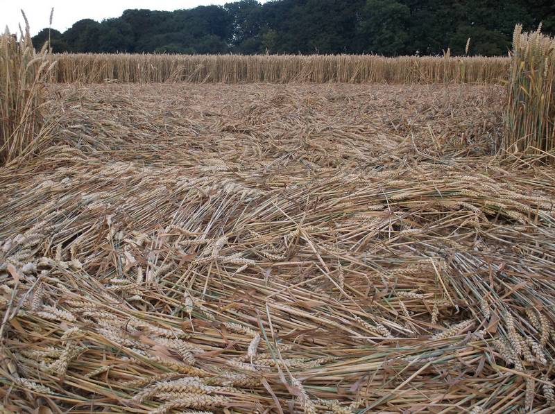 Chute Causeway, Wiltshire crop circle, aerial photo 67