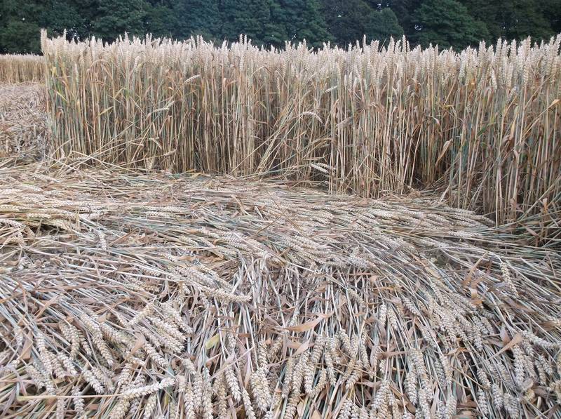 Chute Causeway, Wiltshire crop circle, aerial photo 66