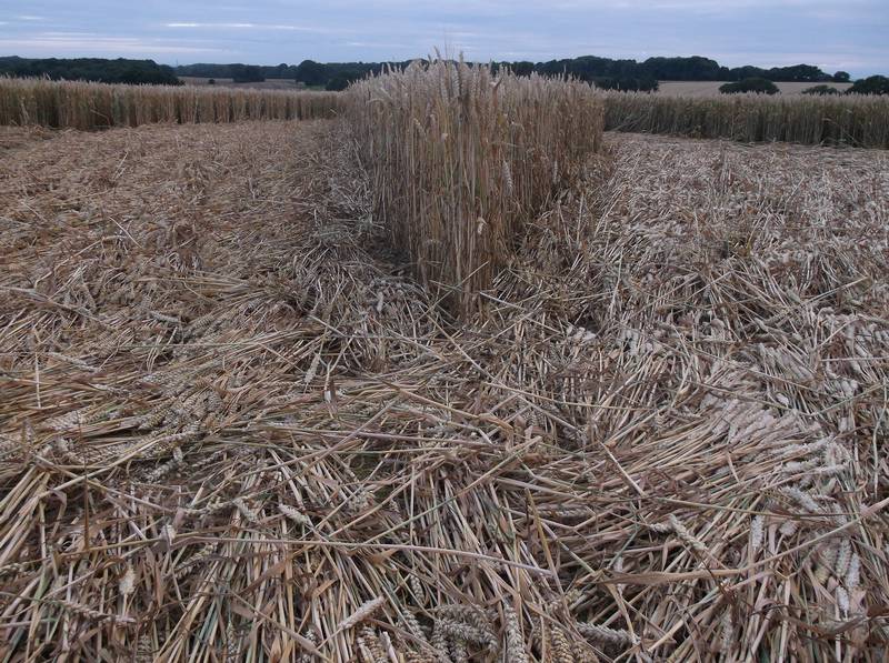 Chute Causeway, Wiltshire crop circle, aerial photo 62