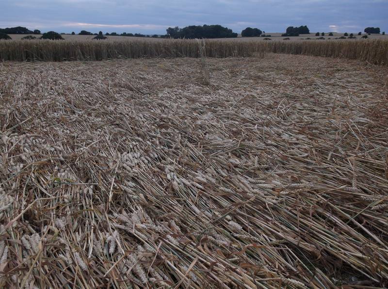 Chute Causeway, Wiltshire crop circle, aerial photo 99