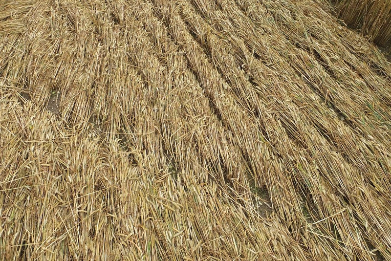Chute Causeway, Wiltshire crop circle, aerial photo 49