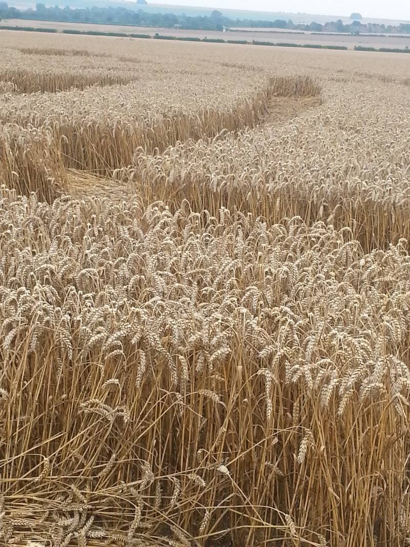 Cooks Plantation, Wiltshire crop circle, aerial photo 38