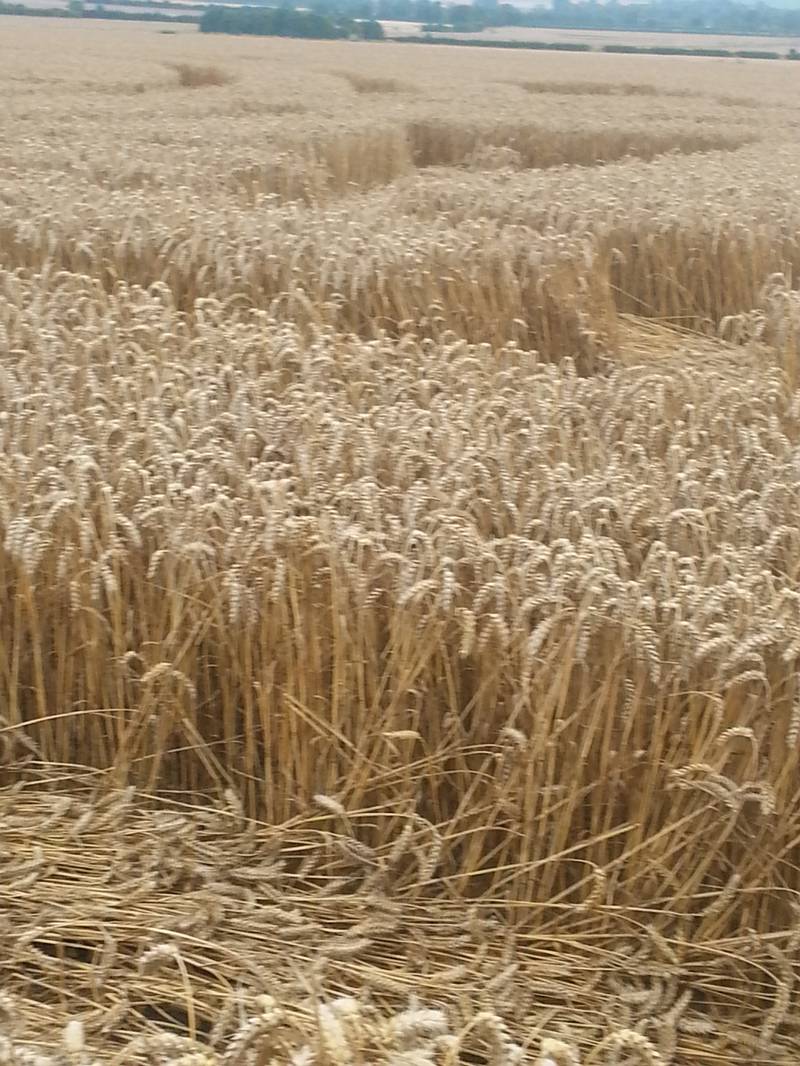 Cooks Plantation, Wiltshire crop circle, aerial photo 37