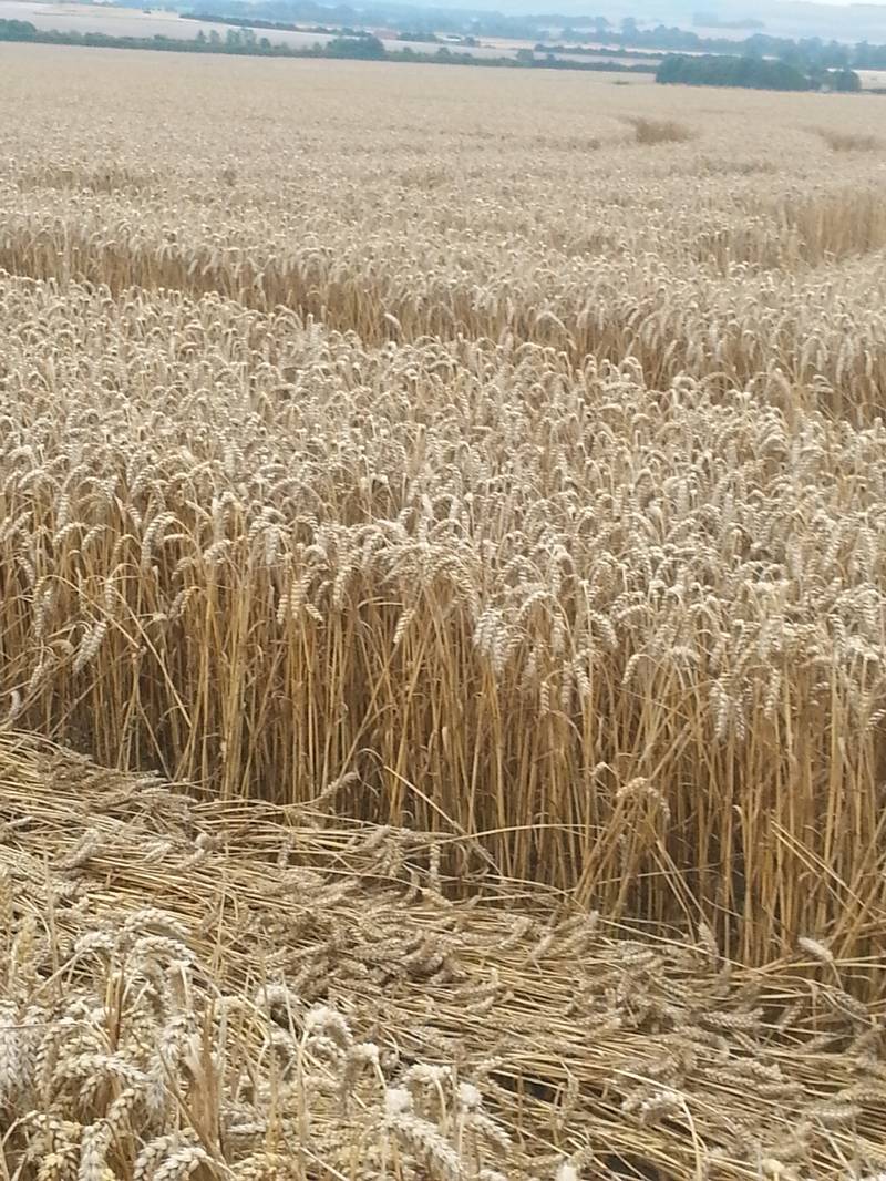 Cooks Plantation, Wiltshire crop circle, aerial photo 45