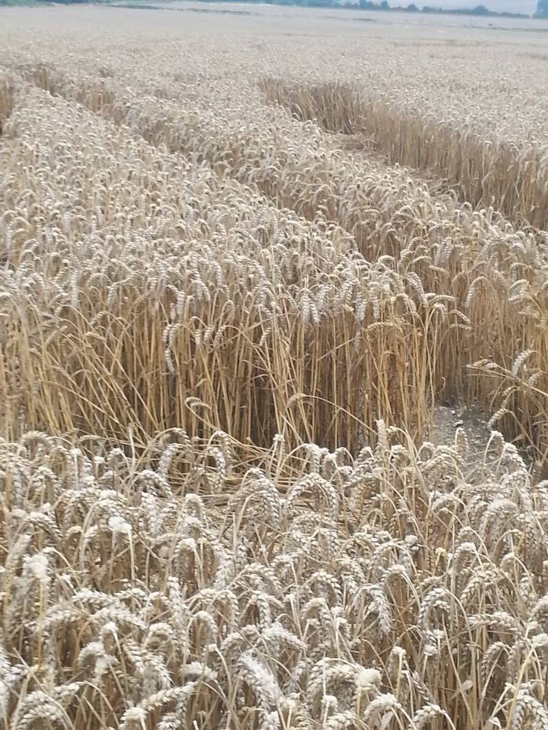 Cooks Plantation, Wiltshire crop circle, aerial photo 53