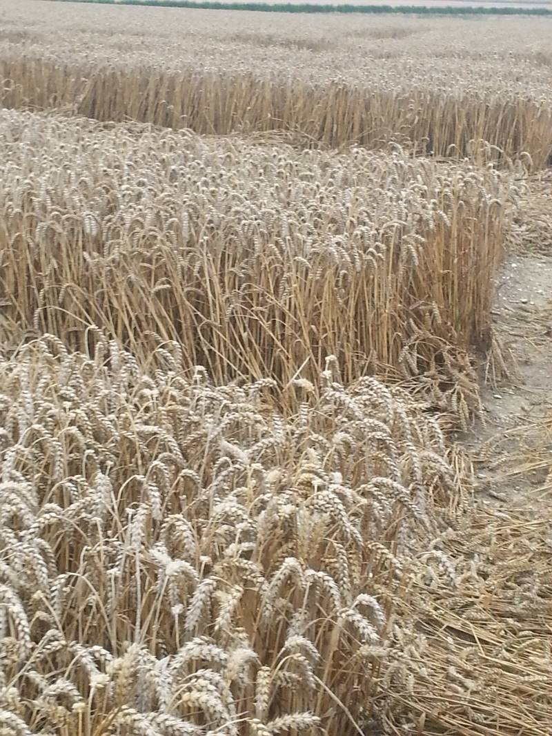 Cooks Plantation, Wiltshire crop circle, aerial photo 43