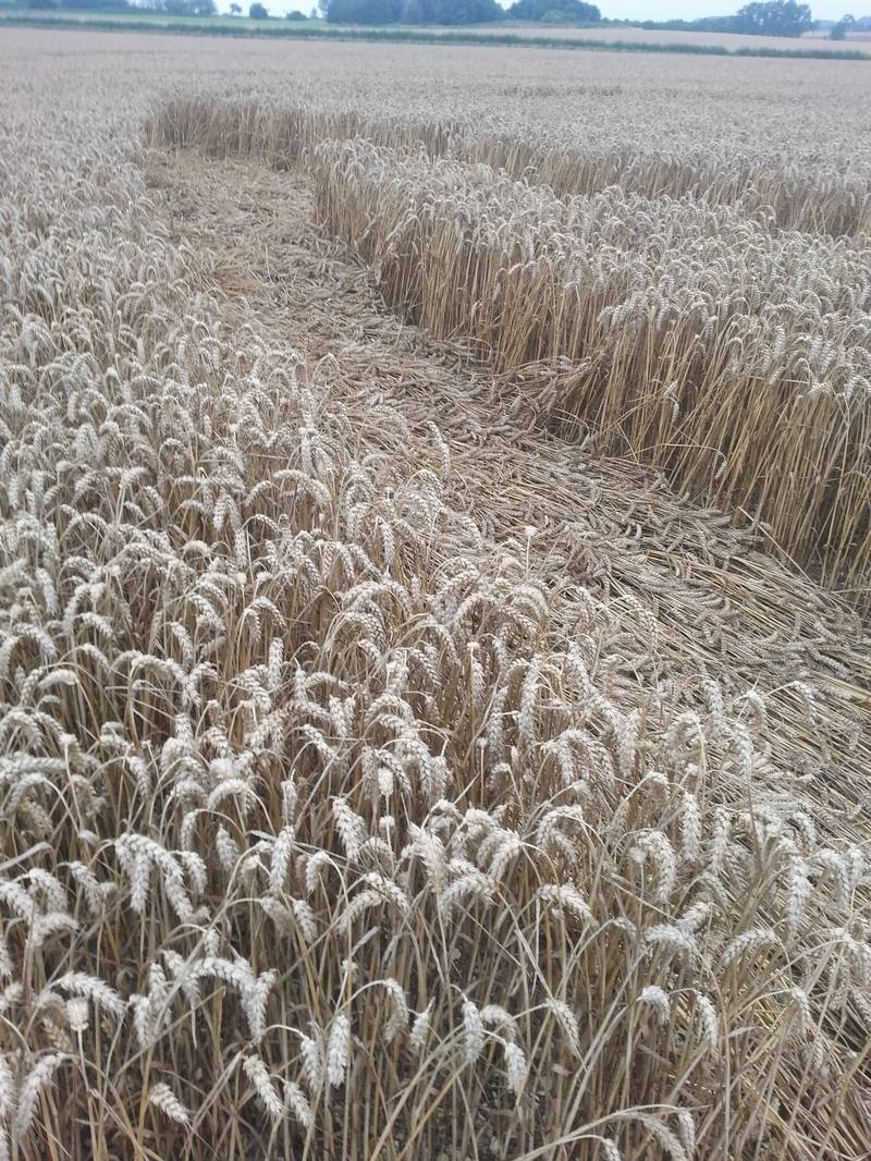 Cooks Plantation, Wiltshire crop circle, aerial photo 51
