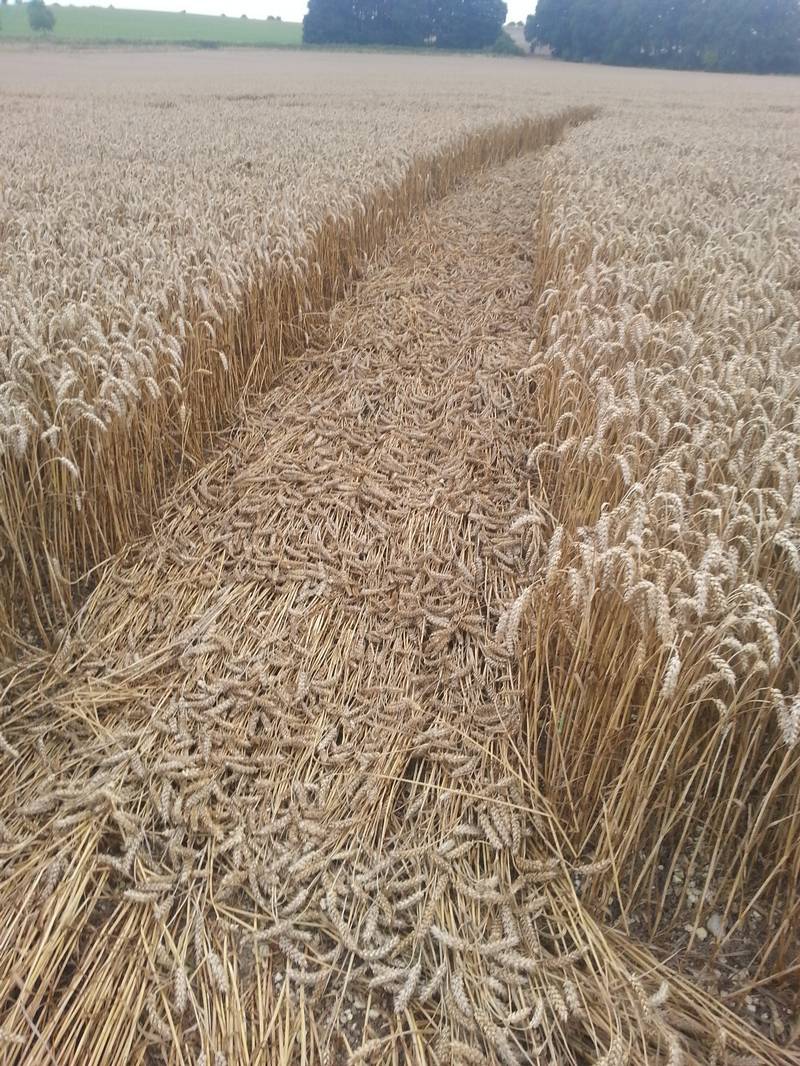 Cooks Plantation, Wiltshire crop circle, aerial photo 50
