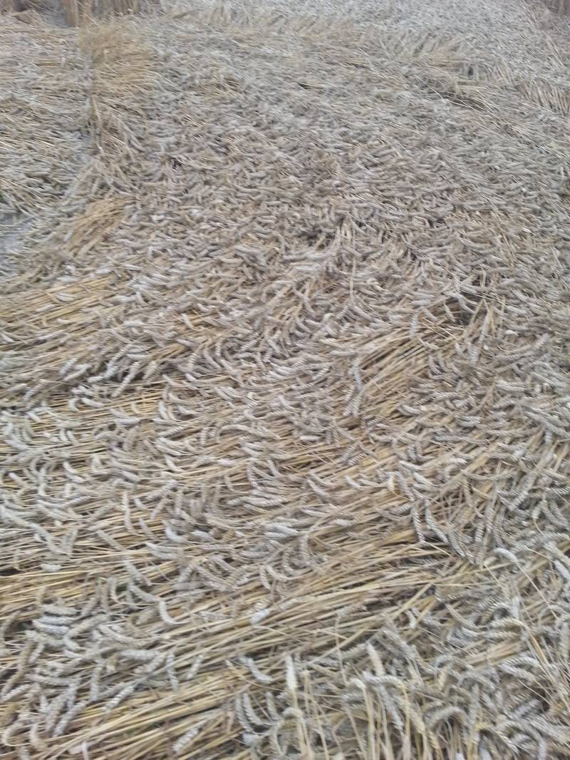 Cooks Plantation, Wiltshire crop circle, aerial photo 48