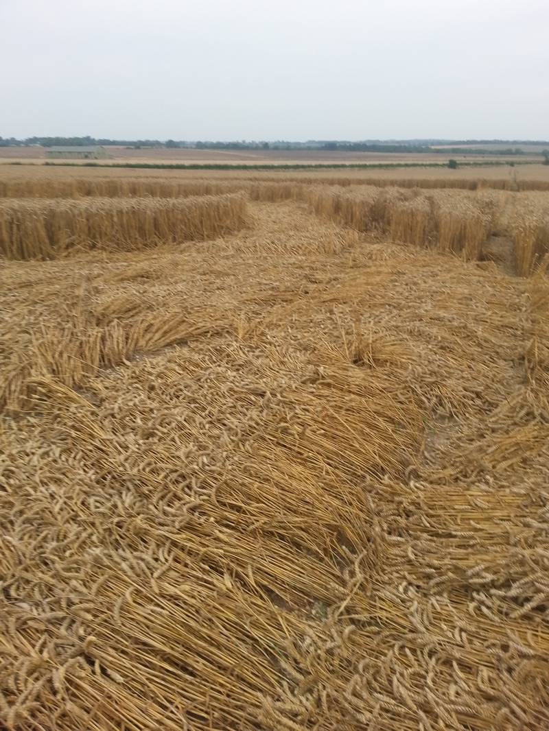 Cooks Plantation, Wiltshire crop circle, aerial photo 42