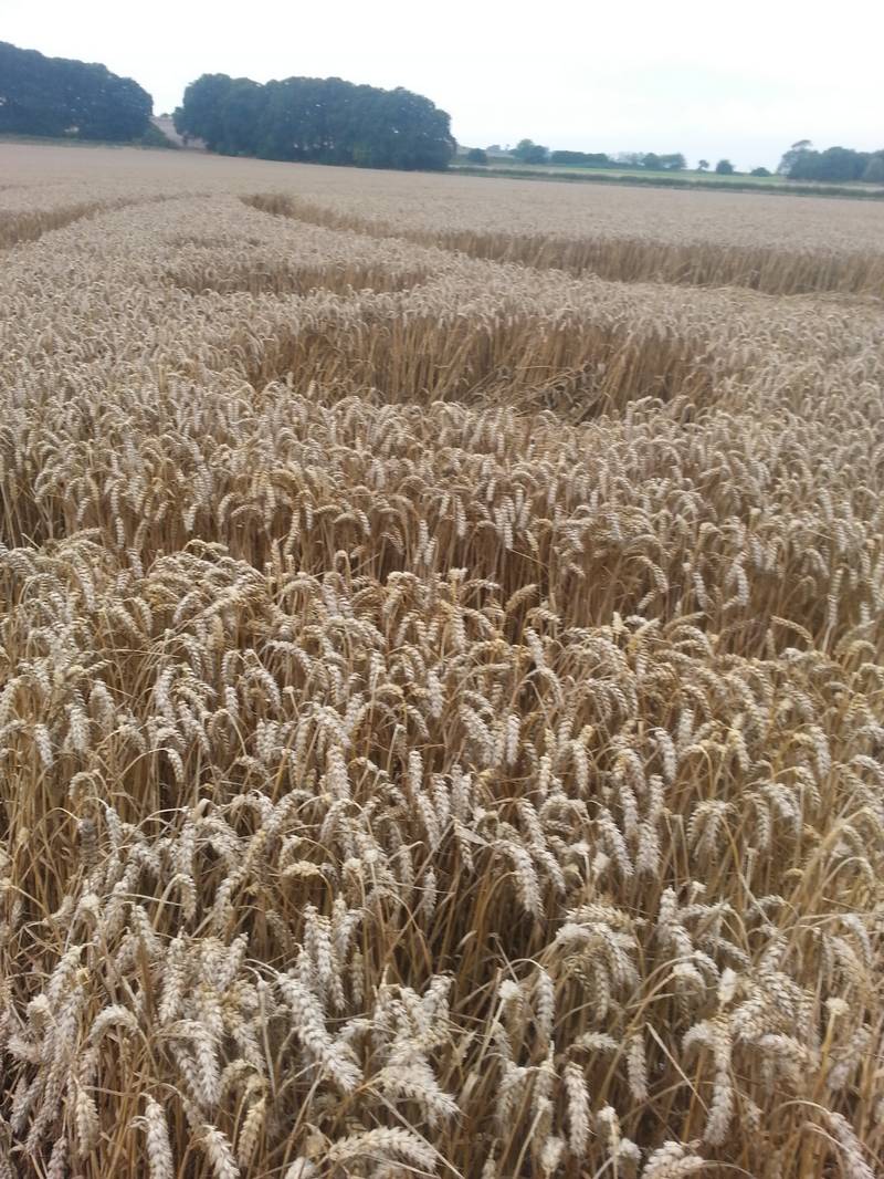 Cooks Plantation, Wiltshire crop circle, aerial photo 54