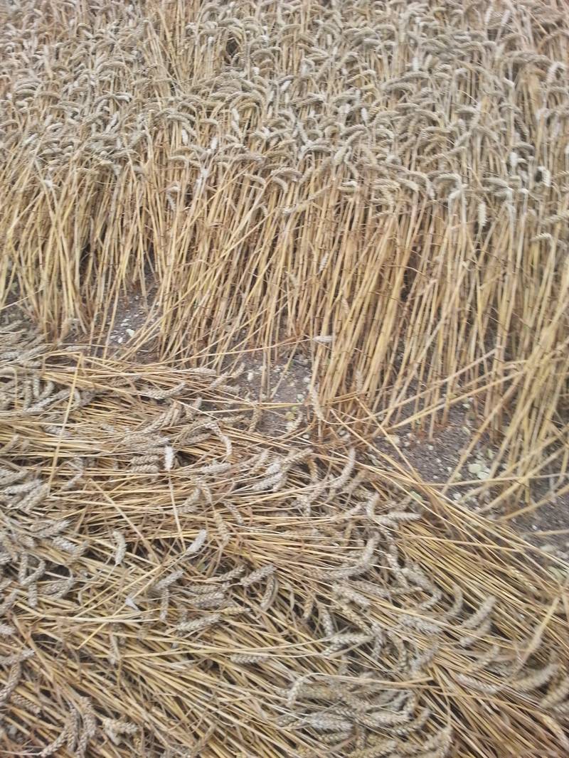 Cooks Plantation, Wiltshire crop circle, aerial photo 61