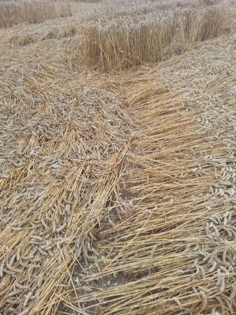 Cooks Plantation, Wiltshire crop circle, aerial photo 60