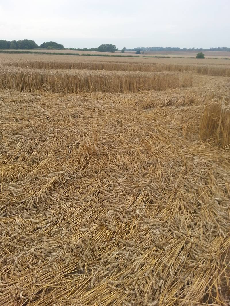 Cooks Plantation, Wiltshire crop circle, aerial photo 59