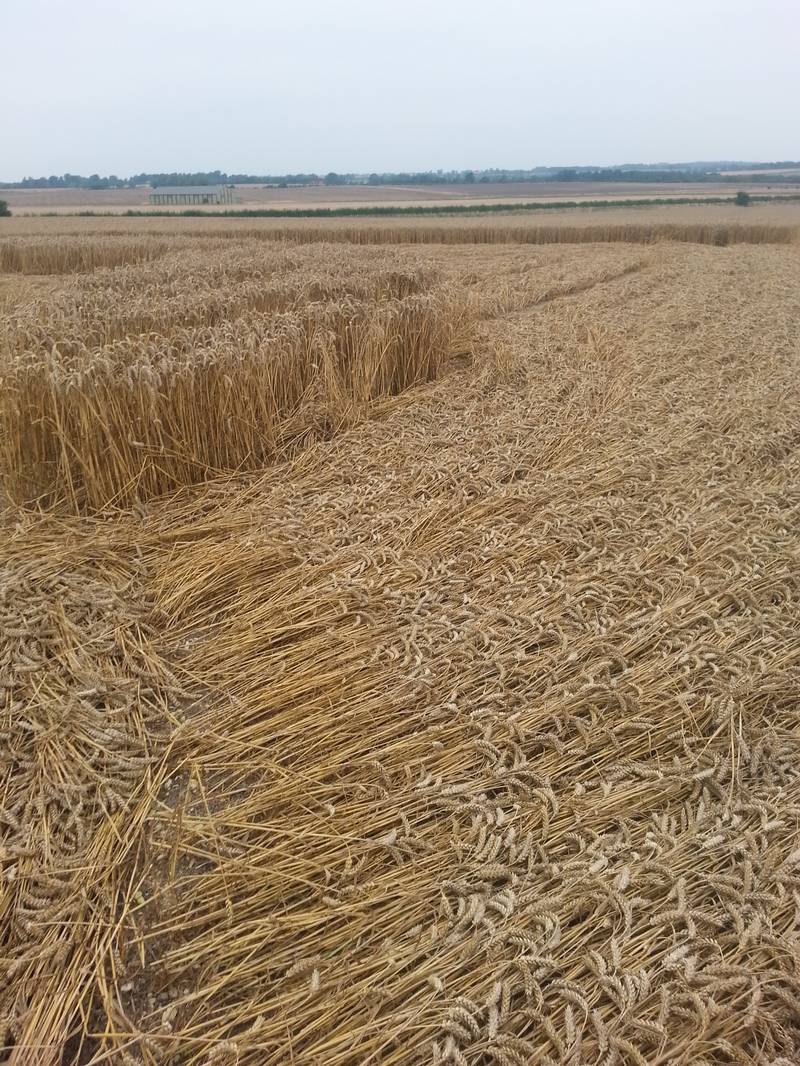 Cooks Plantation, Wiltshire crop circle, aerial photo 57