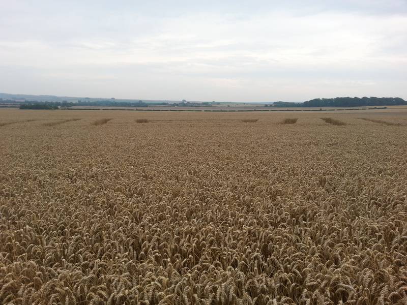 Cooks Plantation, Wiltshire crop circle, aerial photo 56