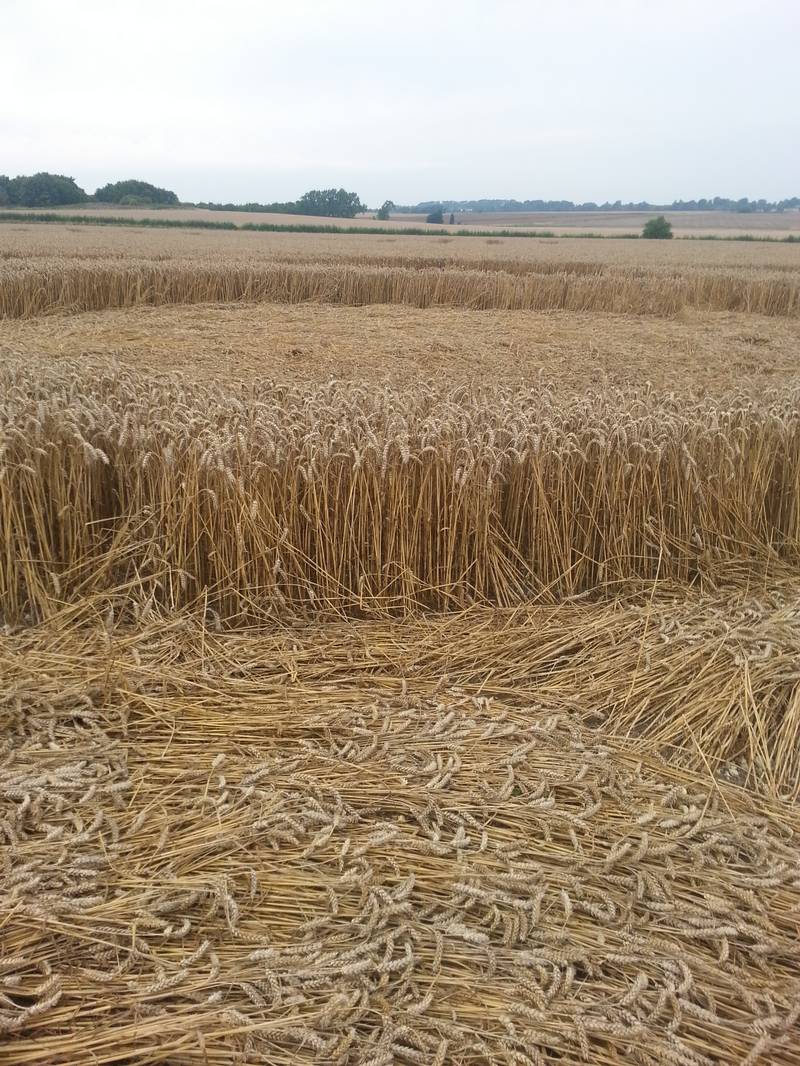 Cooks Plantation, Wiltshire crop circle, aerial photo 55