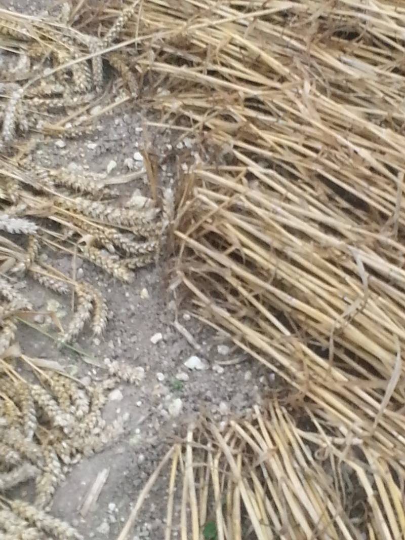 Cooks Plantation, Wiltshire crop circle, aerial photo 63