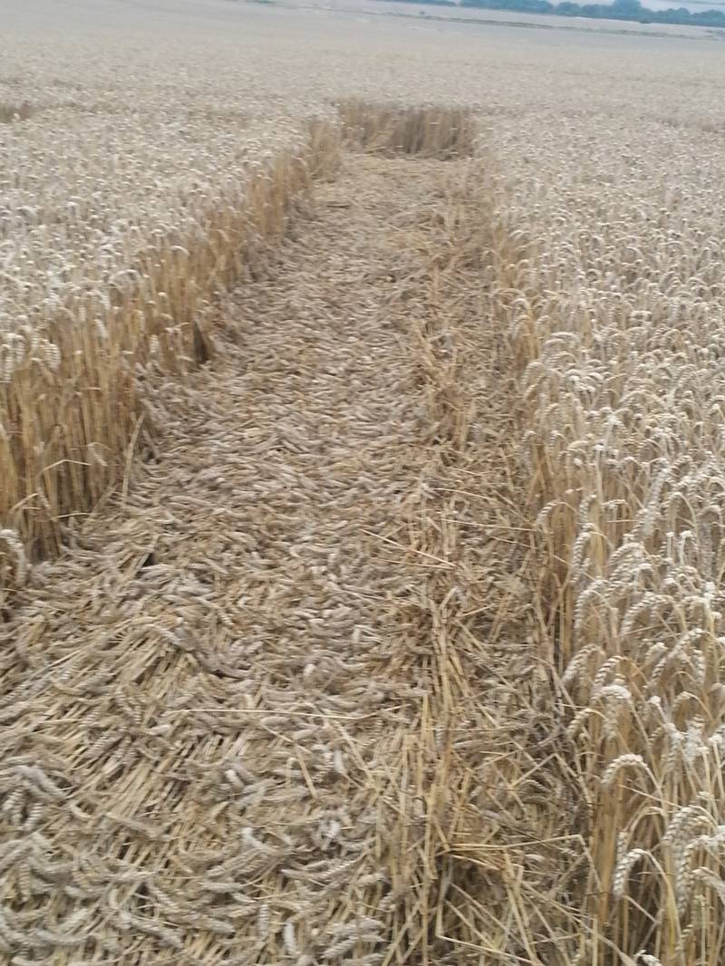 Cooks Plantation, Wiltshire crop circle, aerial photo 71