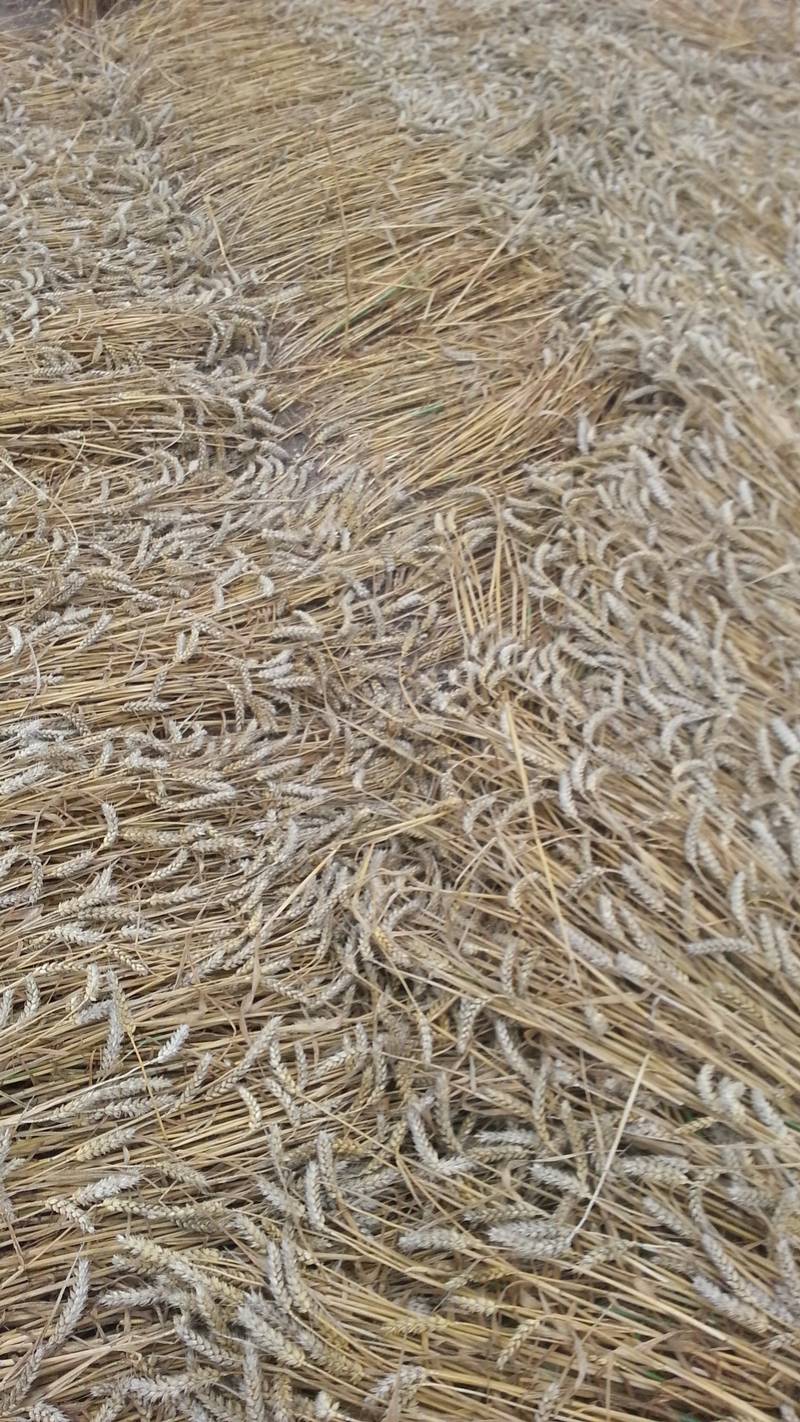 Cooks Plantation, Wiltshire crop circle, aerial photo 79