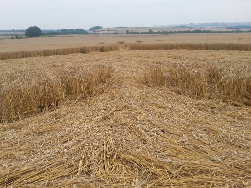 Cooks Plantation, Wiltshire crop circle, aerial photo 81