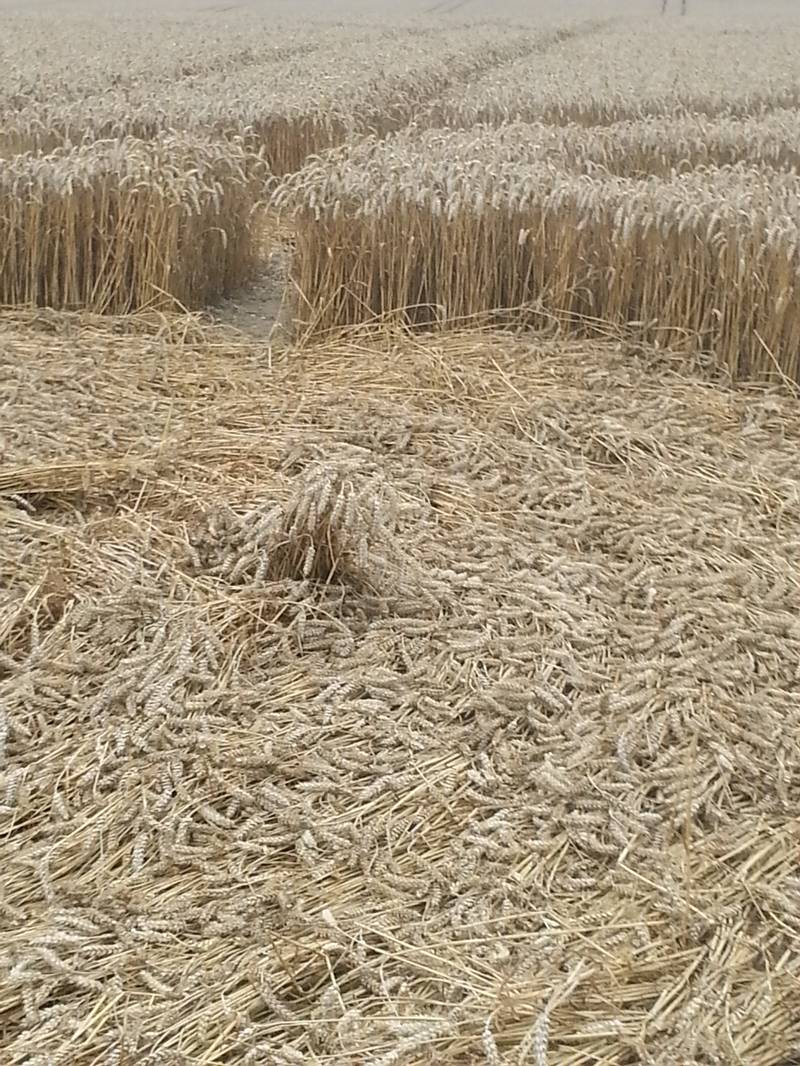 Cooks Plantation, Wiltshire crop circle, aerial photo 87