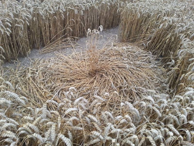 Cooks Plantation, Wiltshire crop circle, aerial photo 76