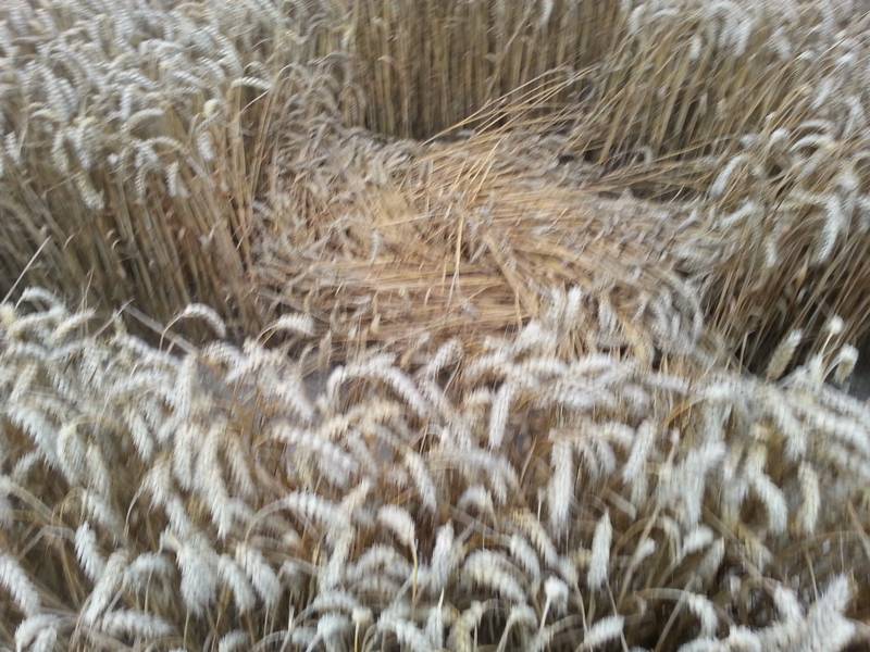 Cooks Plantation, Wiltshire crop circle, aerial photo 84