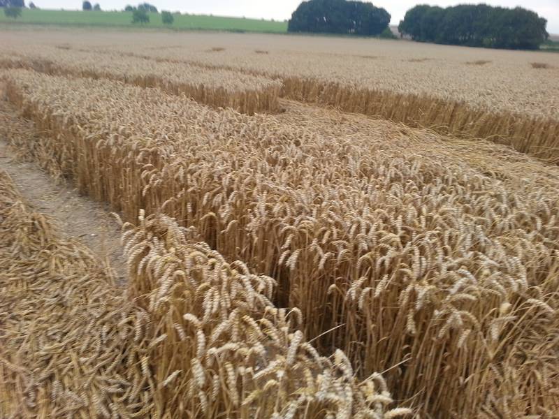 Cooks Plantation, Wiltshire crop circle, aerial photo 83