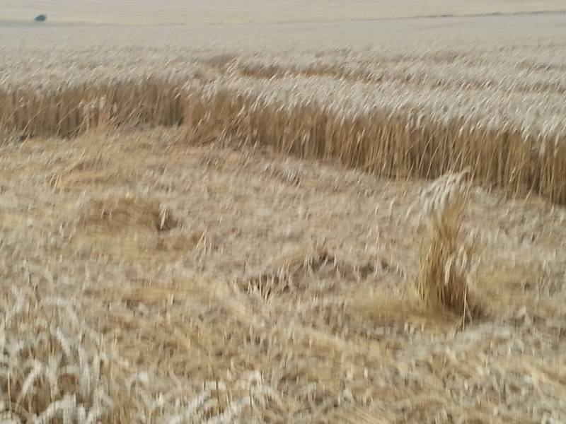Cooks Plantation, Wiltshire crop circle, aerial photo 44
