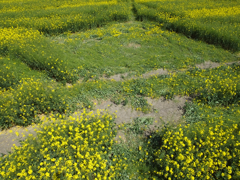 East Field, Wiltshire crop circle, aerial photo 28