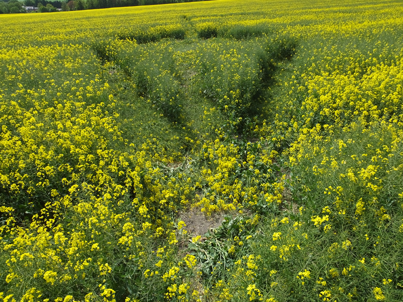 East Field, Wiltshire crop circle, aerial photo 31