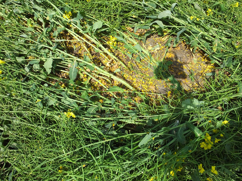 East Field, Wiltshire crop circle, aerial photo 33