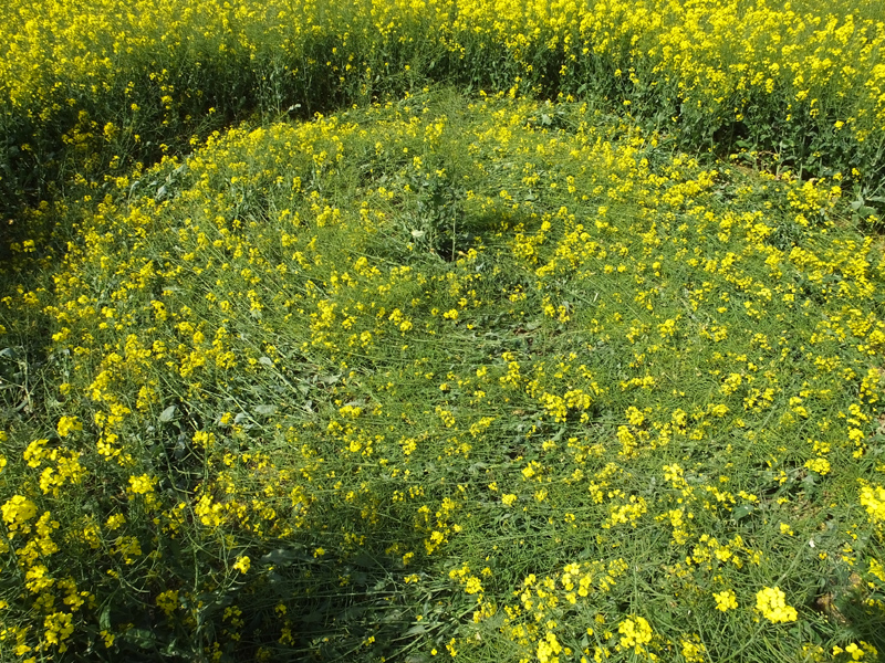 East Field, Wiltshire crop circle, aerial photo 36