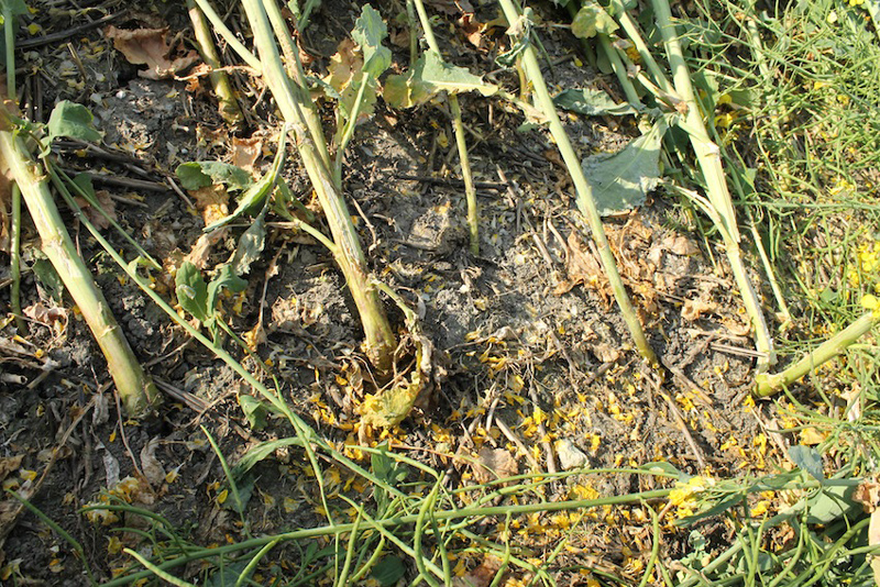 East Field, Wiltshire crop circle, aerial photo 43