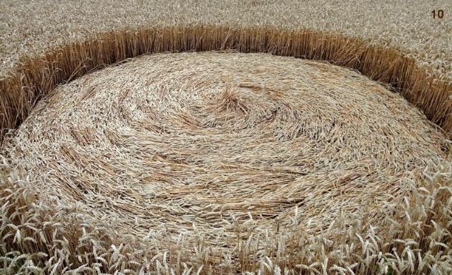 Gold Flower Dike Road, Netherlands crop circle, aerial photo 10