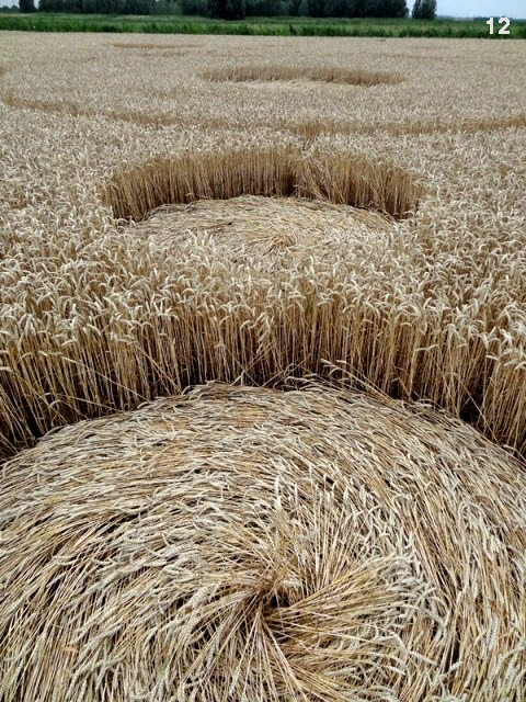 Gold Flower Dike Road, Netherlands crop circle, aerial photo 12