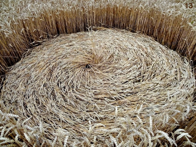 Gold Flower Dike Road, Netherlands crop circle, aerial photo 13