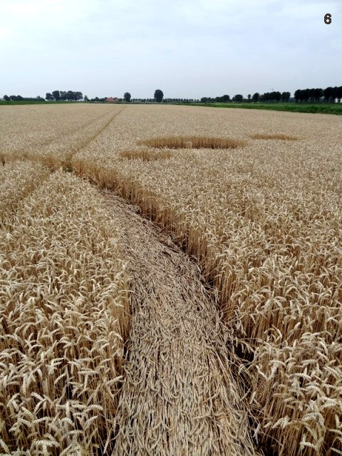 Gold Flower Dike Road, Netherlands crop circle, aerial photo 6